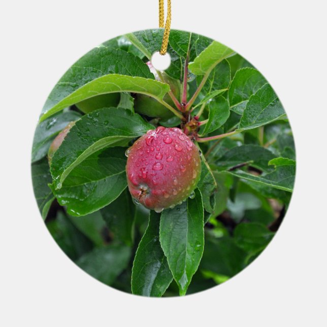 Ornement Rond En Céramique Pomme rouge fraîche sur l'arbre (Devant)