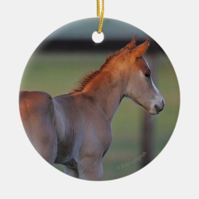 Ornement Rond En Céramique Poulain quart de cheval (Devant)