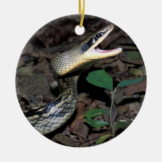Ornement Rond En Céramique Serpent de rat de beauté (Devant)
