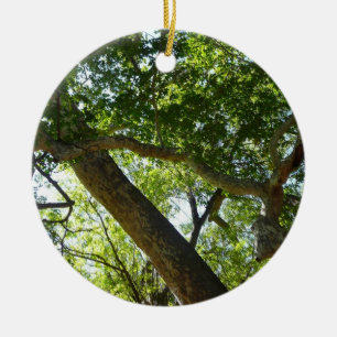 Ornement Rond En Céramique Sycamore Tree Nature verte