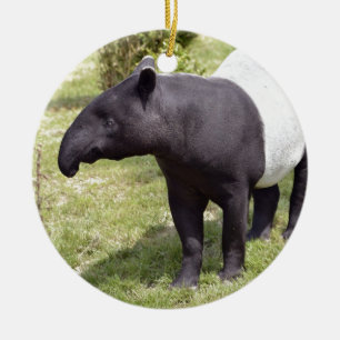 Ornement Rond En Céramique Tapir malais sur herbe