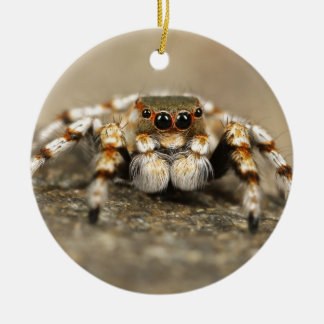Ornement Rond En Céramique Tarantula Jumping Bird Spider fantastiques accesso