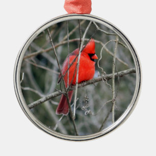 Ornement Royal Red Cardinal Premium