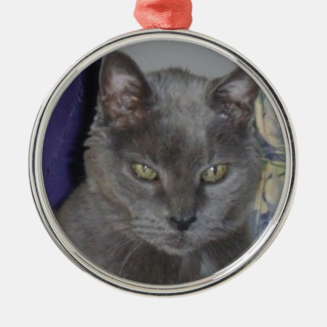 Ornement russe de chat bleu (Devant)