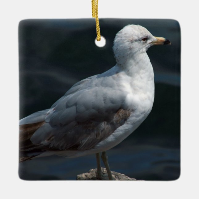 Ornement Seagull (Devant)