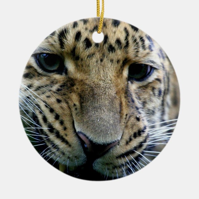 Ornements de léopard d'Amur (Devant)