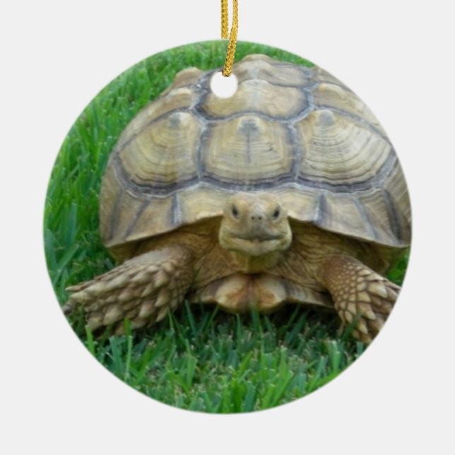 Ornements de tortue (Devant)