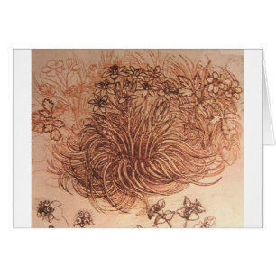 Ornithogalum (Star of Bethlehem)