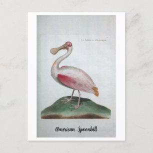 Ornithologie - American Spoonbill Postcard