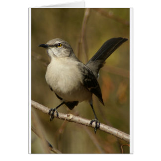 Ornithologie de Mockingbird
