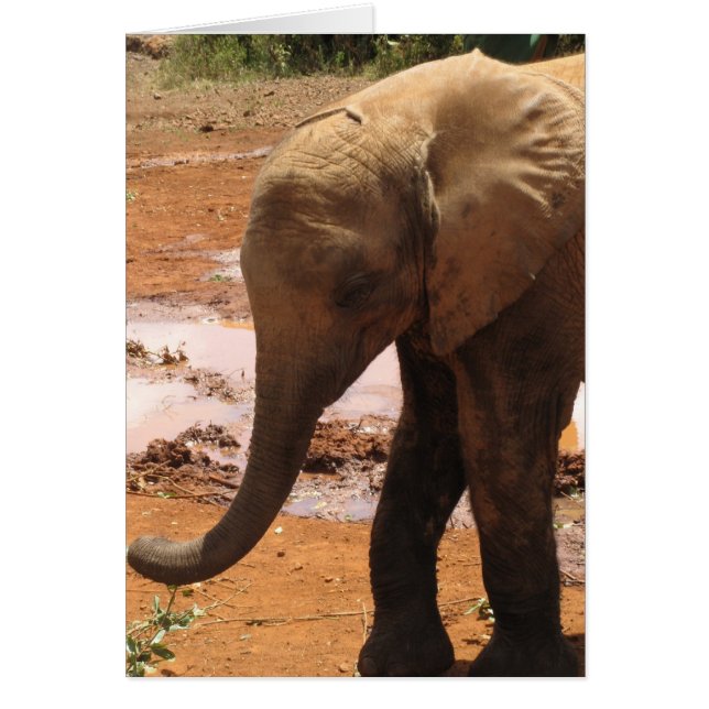 Orphan Baby Elephant (Front)