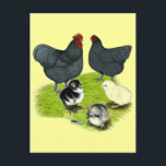 Orpington Blue Chicken Family Postcard<br><div class="desc">Blue chickens paired together produce baby chicks in three colours-black, blue and splash.</div>