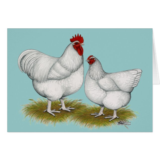 Orpington:  White Pair (Front Horizontal)