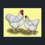 Orpington:  White Pair Postcard<br><div class="desc">Orpingtons are large chickens with soft plumage in colours of white,  black,  blue,  buff.</div>