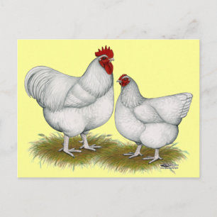 Orpington:  White Pair Postcard