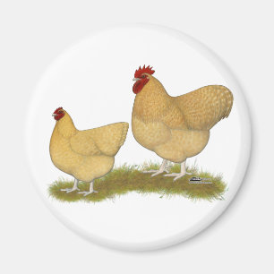 Orpingtons Lemon Cuckoo Magnet