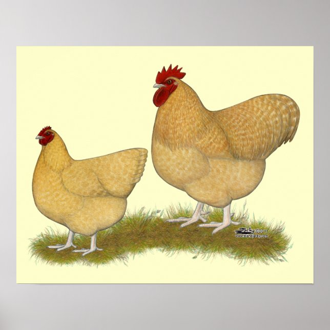 Orpingtons Lemon Cuckoo Poster (Front)