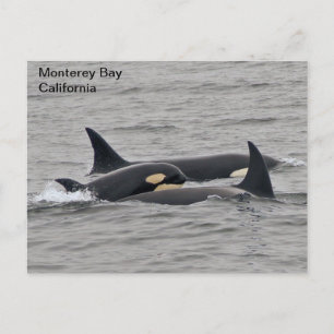 Orques sur la carte postale de Monterey Bay
