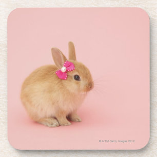 Oryctolagus cuniculus 2 coaster