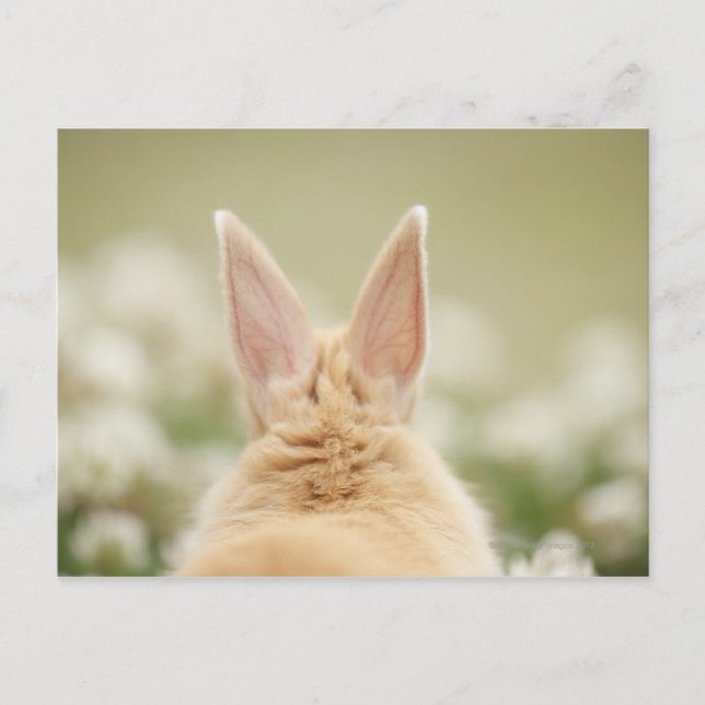 Oryctolagus cuniculus 2 postcard (Front)