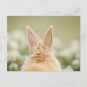 Oryctolagus cuniculus 2 postcard