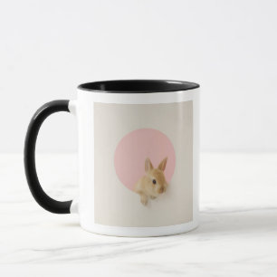 Oryctolagus cuniculus 3 mug