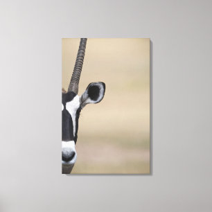 Oryx also called Gemsbock, Oryx gazella, Auob Canvas Print