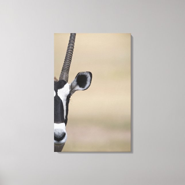 Oryx also called Gemsbock, Oryx gazella, Auob Canvas Print (Front)
