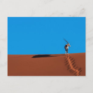 Oryx Antelope at the Namib Desert Postcard