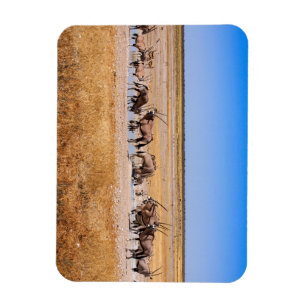 Oryx Antilopen in Namibia Magnet