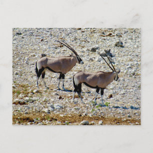 oryx etosha  postcard