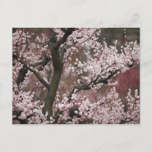 Osaka, Japan Postcard
