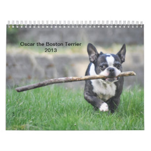 Oscar le calendrier de Boston Terrier 2013