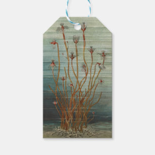 Oscar Schmidt Vintage Marine Biology Sea Print Gift Tags