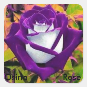 Osiria Rose sticker