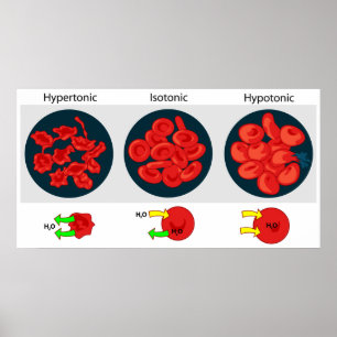 Osmotic Pressure on Permeable Membrane Diagram Poster