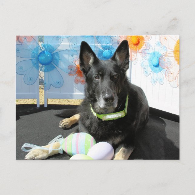 Oso - German Shepherd -4 Postcard (Front)