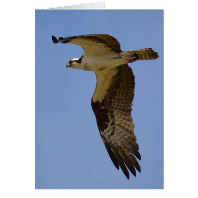 Osprey (Front)