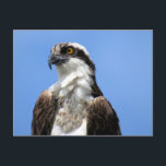 Osprey (4964) Postcard<br><div class="desc">Majestic Osprey</div>