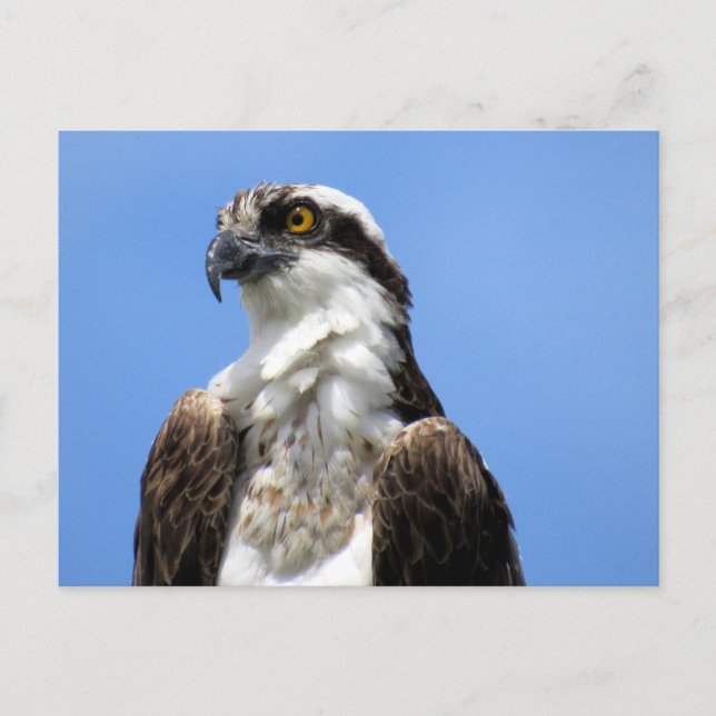 Osprey (4964) Postcard (Front)