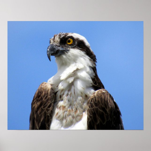 Osprey (4964) Poster (Front)