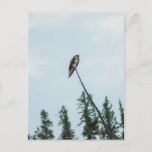Osprey 9028 postcard
