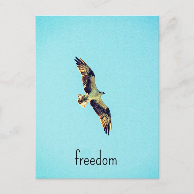 Osprey art postcard (Front)