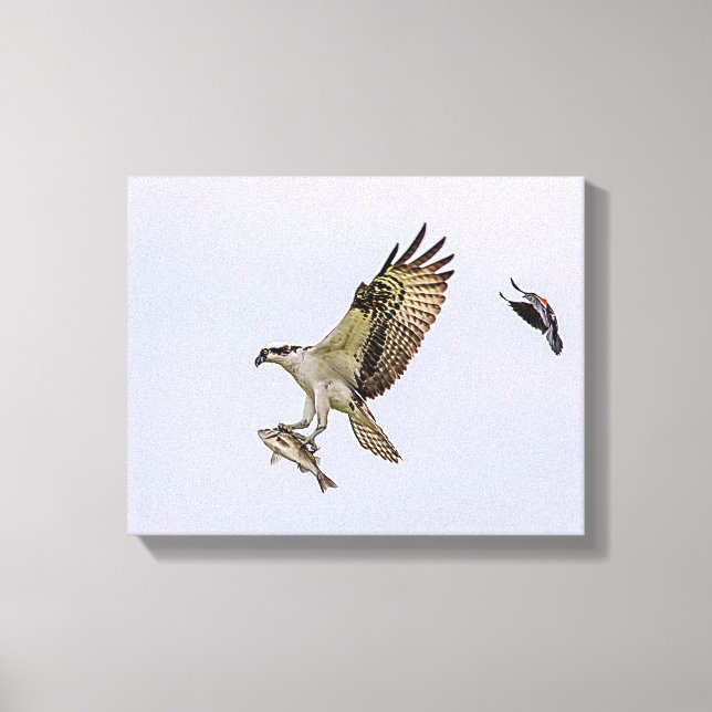 Osprey being chased by a red winged blackbird canvas print (Front)