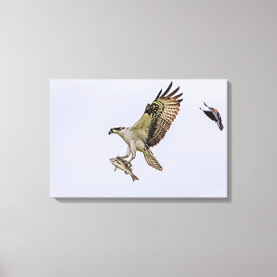 Osprey being chased by a red winged blackbird canvas print