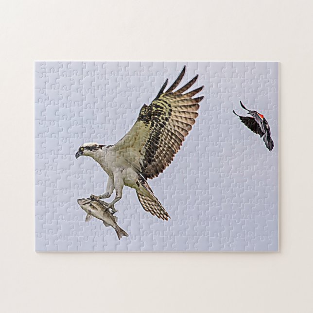 Osprey being chased by a red winged blackbird jigsaw puzzle (Horizontal)