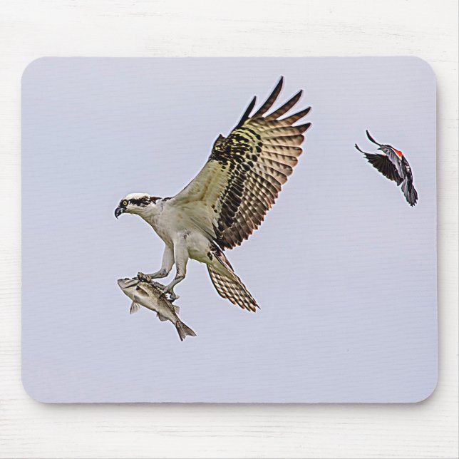 Osprey being chased by a red winged blackbird mouse pad (Front)