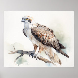 Osprey Bird Art Print Poster