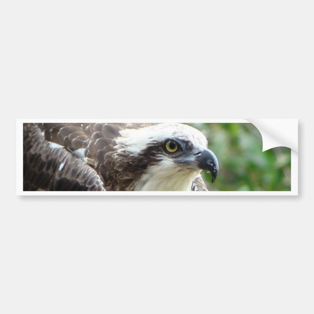 Osprey Bird Bumper Sticker (Front)