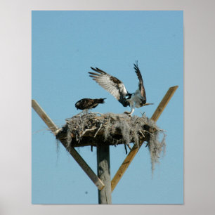 Osprey bird family Poster